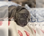 Small Photo #4 American Bully Puppy For Sale in Innisfil, Ontario, Canada