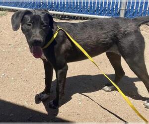 Labrador Retriever Dogs for adoption in HESPERIA, CA, USA
