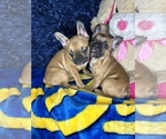 Small Photo #1 French Bulldog Puppy For Sale in RANDOLPH, MA, USA