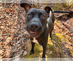Sage May 25 - Female American Pit Bull Terrier-Unknown Mix Dog for Adoption - Photo #3