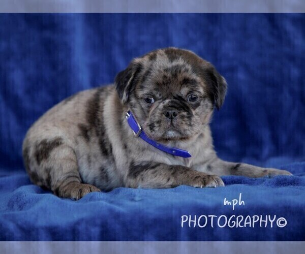 Medium Photo #4 Jug Puppy For Sale in LIBERTY, KY, USA