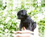 Small Photo #4 Pug Puppy For Sale in HANNA CITY, IL, USA
