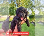 Small Photo #4 Bernedoodle Puppy For Sale in Corunna, Ontario, Canada