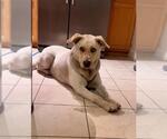 Small #7 Huskies -Labrador Retriever Mix
