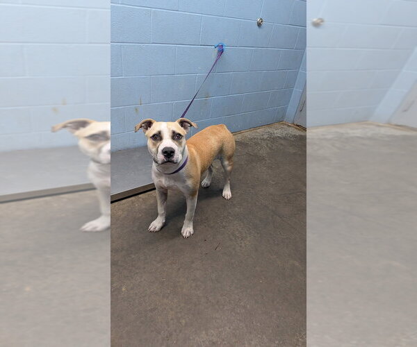 Medium Photo #1 Mutt Puppy For Sale in Evansville, IN, USA