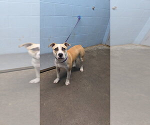 Mutt Dogs for adoption in Evansville, IN, USA