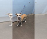 Edwin - Male Mutt Dog for Adoption - Small photo