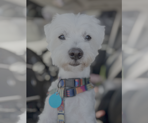 Medium Photo #2 Maltese-Unknown Mix Puppy For Sale in Bellevue, WA, USA