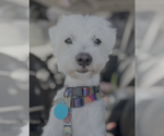 Small #1 Maltese Mix