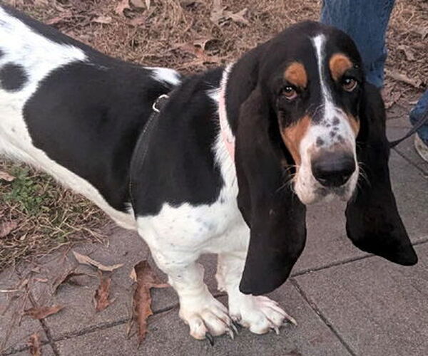 Medium Photo #1 Basset Hound Puppy For Sale in Deepwater, NJ, USA