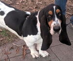 Small Basset Hound
