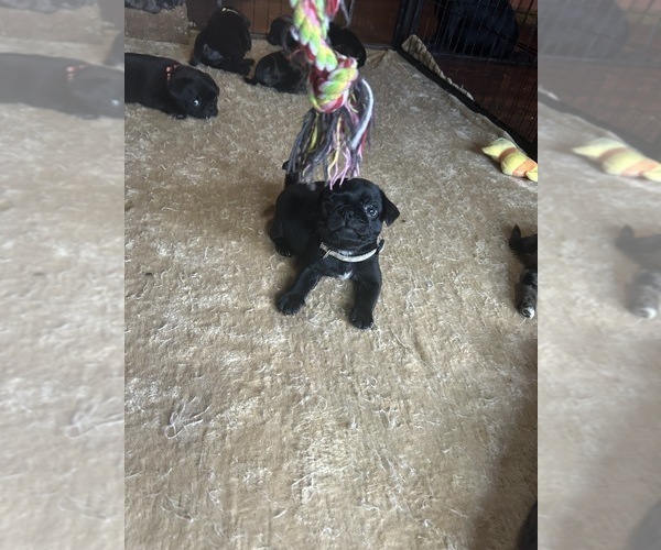 Medium Photo #13 Frenchie Pug Puppy For Sale in BLOOMINGTON, IL, USA