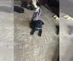 Small Photo #13 Frenchie Pug Puppy For Sale in BLOOMINGTON, IL, USA