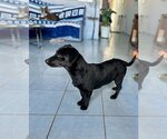 Small Photo #2 Basset Hound-Labrador Retriever Mix Puppy For Sale in Van Nuys, CA, USA