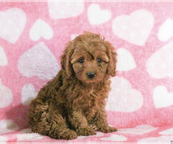Medium Photo #1 Cavapoo (Miniature) Puppy For Sale in MOUNT LAUREL, NJ, USA