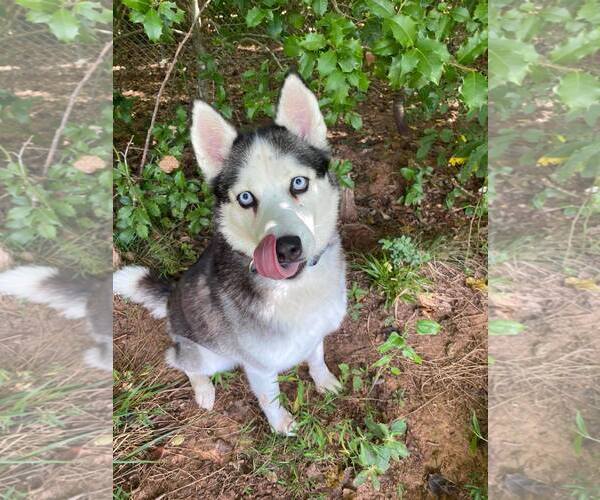 Medium Photo #3 Siberian Husky Puppy For Sale in Randleman , NM, USA