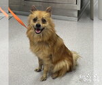 Small #1 Pomeranian Mix