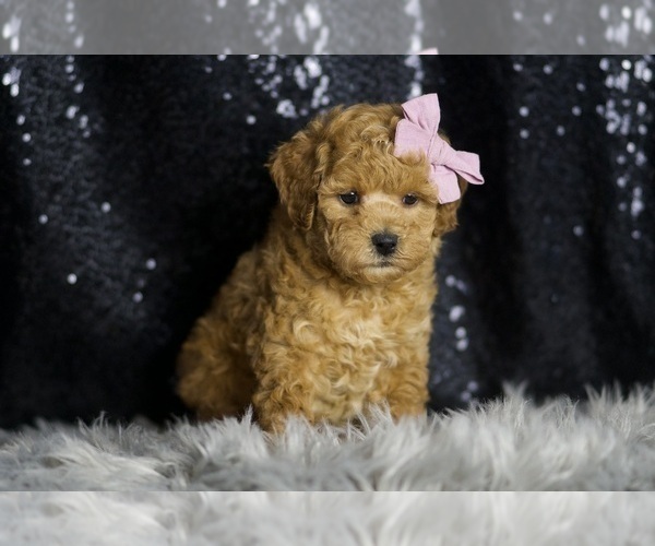 Medium Photo #104 Goldendoodle (Miniature) Puppy For Sale in WARSAW, IN, USA