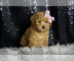 Small Photo #104 Goldendoodle (Miniature) Puppy For Sale in WARSAW, IN, USA
