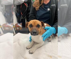 Chihuahua-Unknown Mix Dogs for adoption in Alameda, CA, USA
