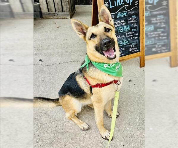 Medium Photo #3 German Shepherd Dog Puppy For Sale in Santa Barbara, CA, USA