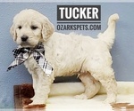 Small Photo #10 Goldendoodle Puppy For Sale in CEDAR GAP, MO, USA