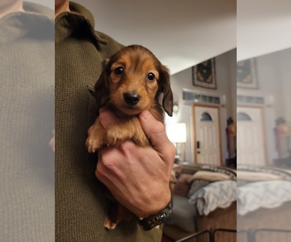 Medium Photo #3 Dachshund Puppy For Sale in YELM, WA, USA