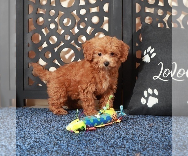 Medium Photo #1 ShihPoo Puppy For Sale in MOUNT VERNON, OH, USA