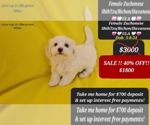 Havanese-Zuchon Mix Puppy for sale in TUCSON, AZ, USA