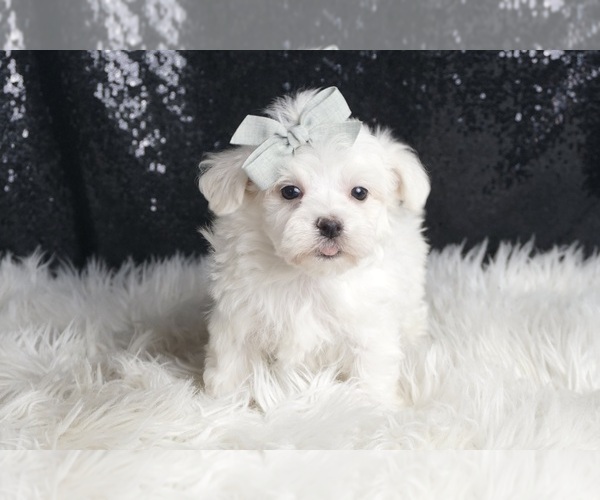 Medium Photo #106 Maltese Puppy For Sale in WARSAW, IN, USA