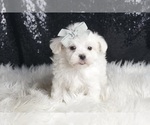 Small Photo #106 Maltese Puppy For Sale in WARSAW, IN, USA
