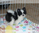 Small Photo #7 Pomeranian Puppy For Sale in ORO VALLEY, AZ, USA