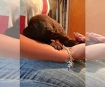 Small Photo #9 Labrador Retriever Puppy For Sale in BANDERA, TX, USA
