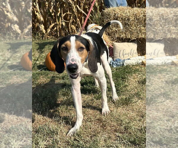 Medium Photo #2 Mutt Puppy For Sale in Evansville, IN, USA