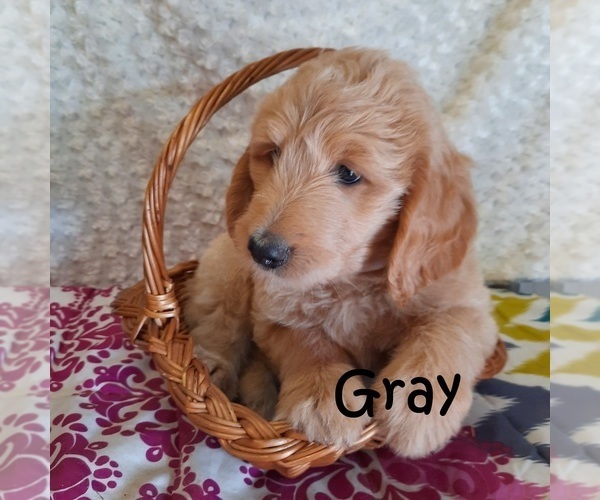 Medium Photo #1 Goldendoodle Puppy For Sale in PERRYSVILLE, OH, USA