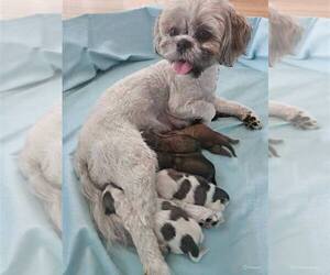 Shih Tzu Puppy for sale in CANFIELD, OH, USA