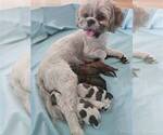 Small Shih Tzu