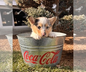 Pembroke Welsh Corgi Puppy for sale in MIDDLEBURY, IN, USA