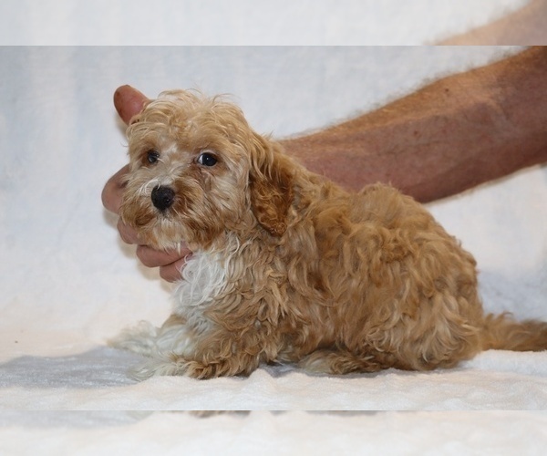Medium Photo #17 Cockapoo (Miniature) Puppy For Sale in DYERSBURG, TN, USA
