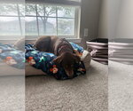 Small #5 Beagle Mix