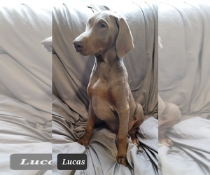 Doberman Pinscher Puppy for sale in POMEROY, OH, USA