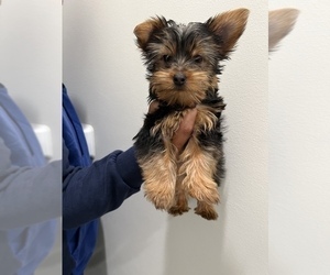 Yorkshire Terrier Puppy for sale in LITTLE ROCK, AR, USA
