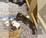 Puppy Puppy 4 German Shorthaired Pointer