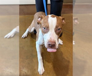 BEAN - Female Pointer-Unknown Mix Dog for Adoption