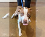 BEAN - Female Pointer-Unknown Mix Dog for Adoption - Small photo