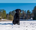 Small #23 Labrador Retriever