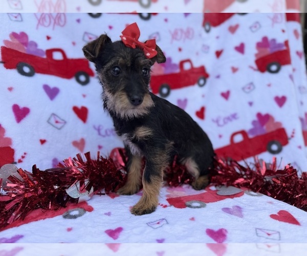 Medium Photo #8 Schnauzer (Miniature) Puppy For Sale in LAKELAND, FL, USA