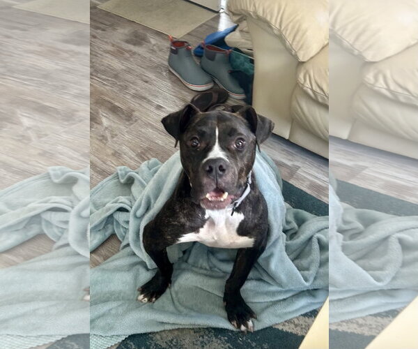 Medium Photo #7 Mutt Puppy For Sale in Mount Laurel, NJ, USA