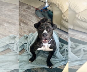 Cheetah - Female Mutt Dog for Adoption - Photo #7