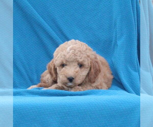 Medium Photo #3 Goldendoodle (Miniature) Puppy For Sale in AIRVILLE, PA, USA